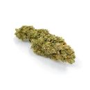 CK Premium Genetic Seeds - Lemon Haze (3 Stk.)